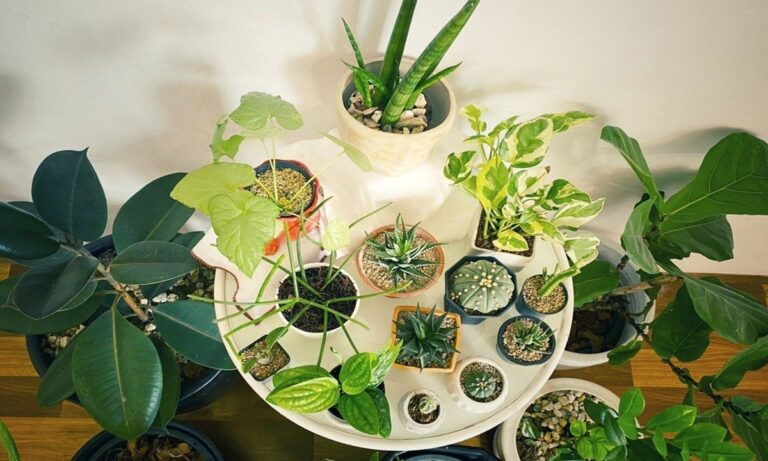 Revitalize Your Space: The Top Benefits of Indoor Plants